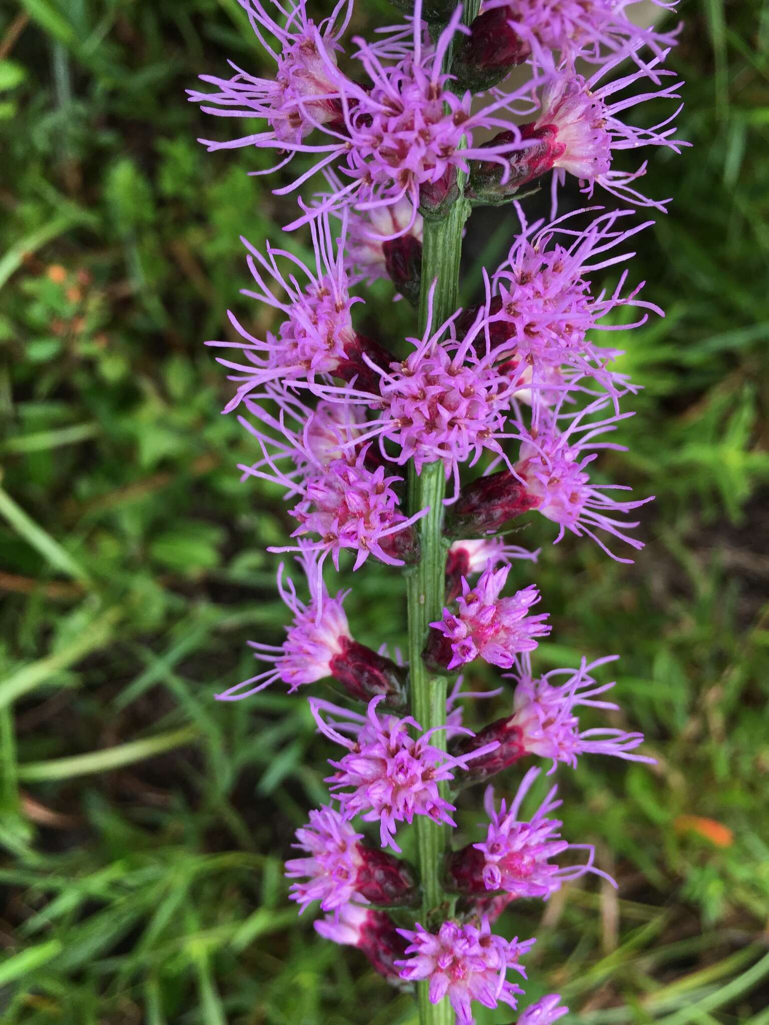 Image of dense blazing star