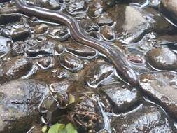 Image of Javan Caecilian