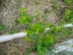 Image of Geraldton carnation weed