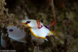 Image of Hypselodoris dollfusi (Pruvot-Fol 1933)