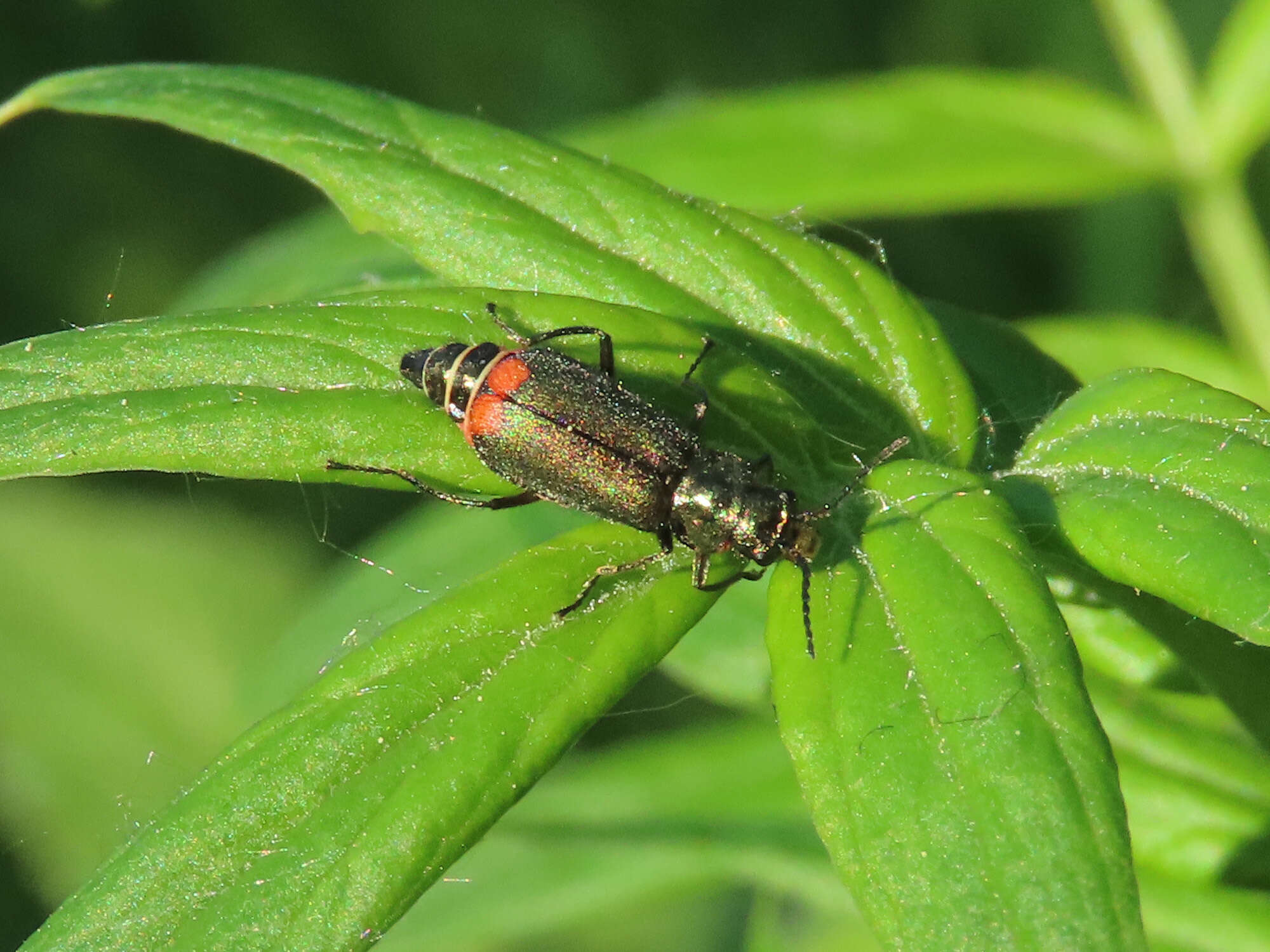 Слика од <i>Malachius bipustulatus</i>