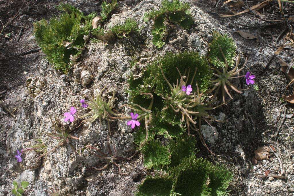 Image of Pinguicula gypsicola T. S. Brandeg.