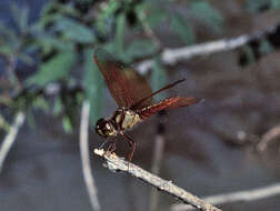 Image of Perithemis bella Kirby 1889