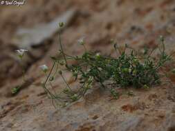 Imagem de Arenaria libanotica Ky.