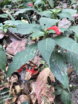 صورة Ruellia macrophylla Vahl