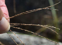 Image of Digitaria parviflora (R. Br.) Hughes