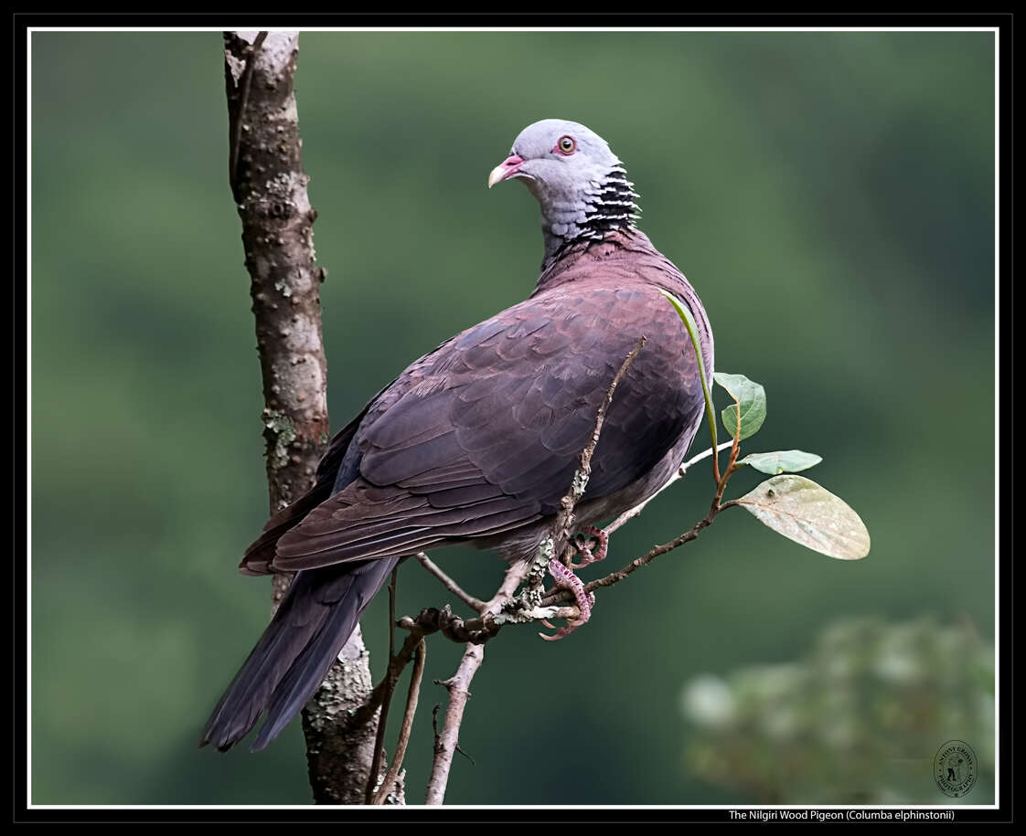 Image of Nilgiri Wood Pigeon