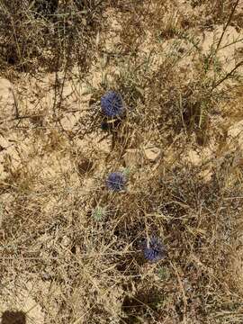 Image of Echinops polyceras Boiss.