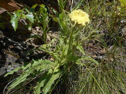 Image of Schlagintweitia intybacea (All.) Griseb.