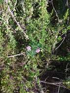 Imagem de Indigofera cytisoides Thunb.