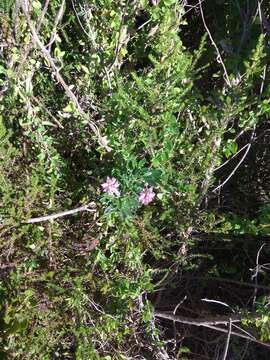 Imagem de Indigofera cytisoides Thunb.