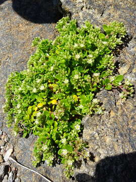 Imagem de Polycarpon tetraphyllum subsp. catalaunicum (O. Bolòs & Vigo) Iamonico & Domina