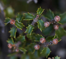 Image of Jepson ceanothus