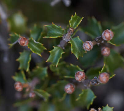 Image of Jepson ceanothus