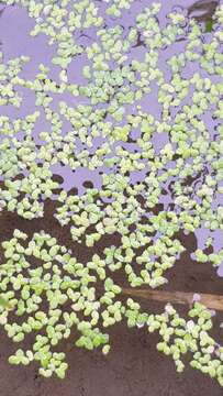 Image of Lesser Duckweed