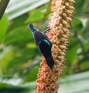 Image of Van Hasselt's Sunbird