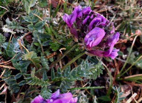 Image de Oxytropis bracteata Basil.