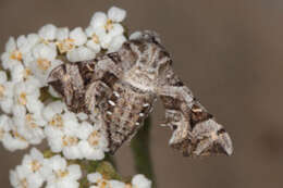 Image of Sphingonaepiopsis gorgoniades (Hübner (1819))