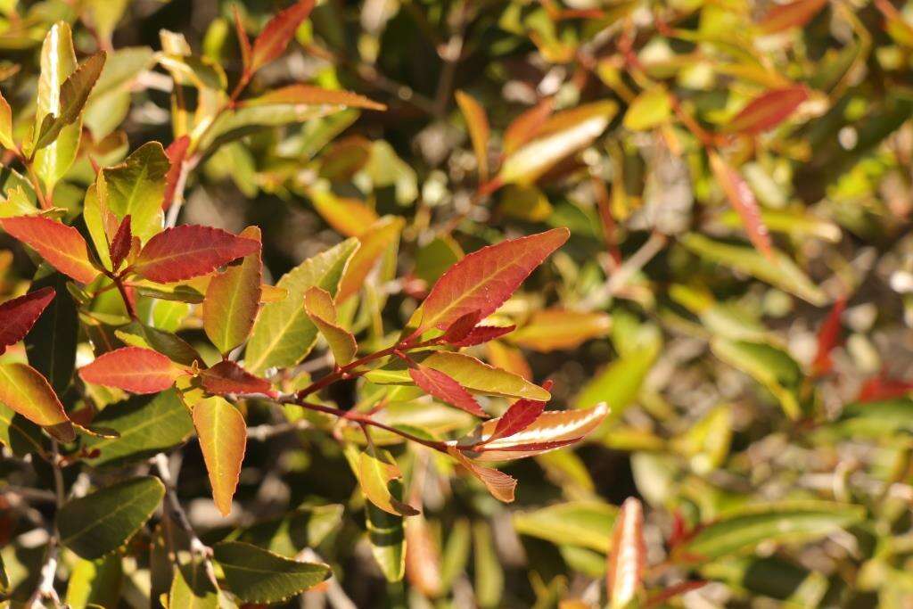 Image of Cassine peragua subsp. affinis (Sond.) R. H. Archer