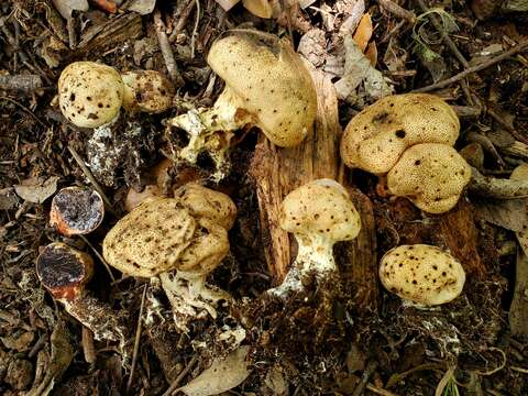 Image of Scleroderma verrucosum (Bull.) Pers. 1801