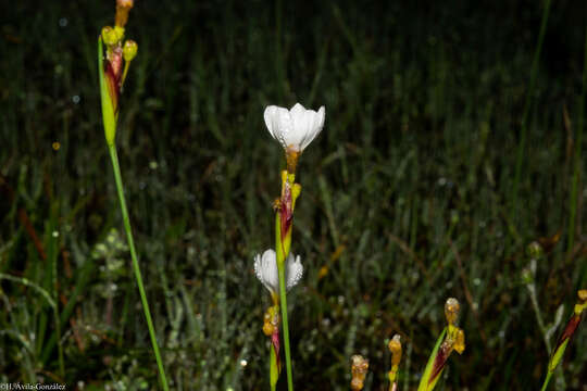 Image of Sisyrinchium cholewae Espejo, López-Ferr. & Ceja