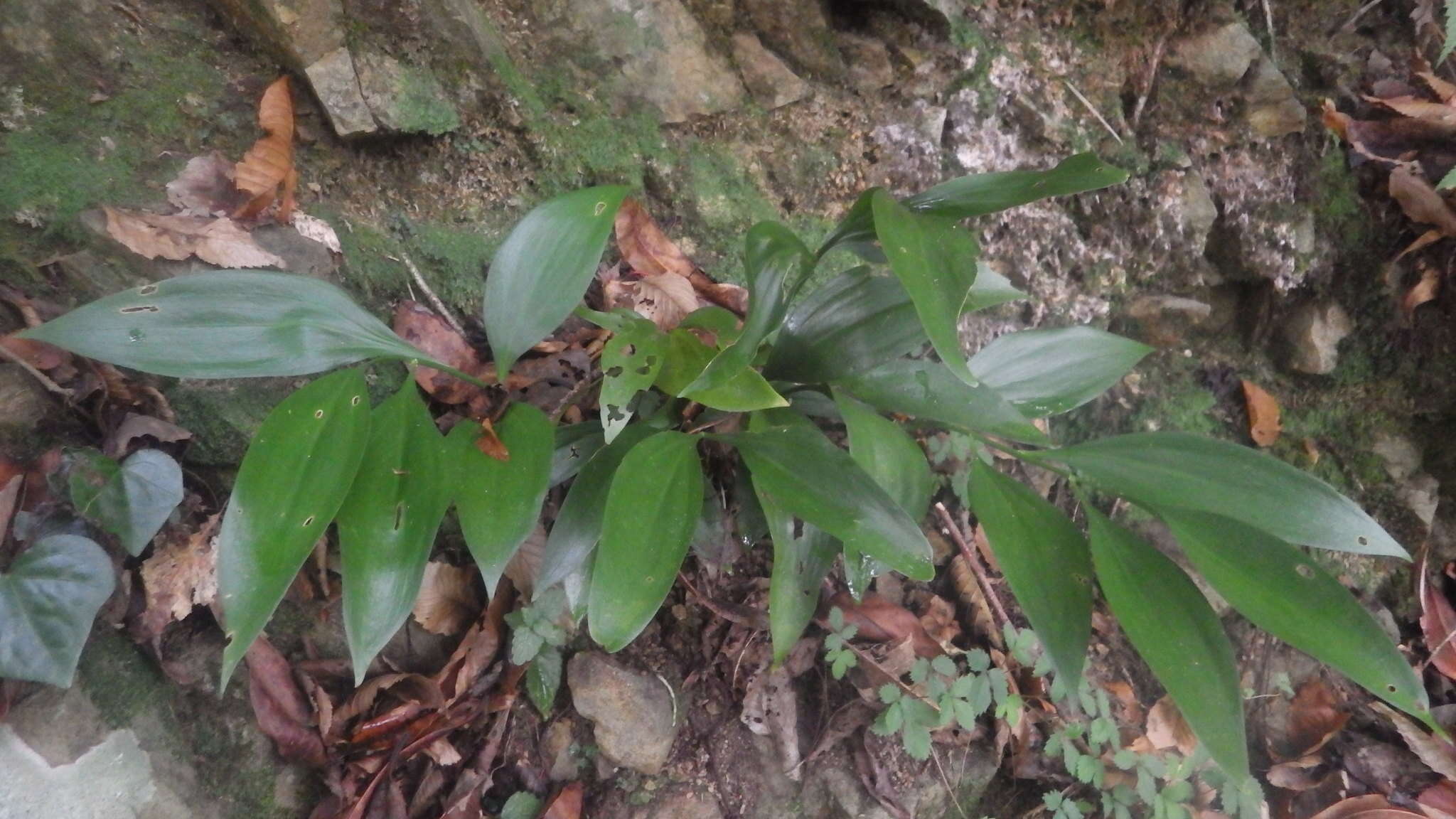 صورة Ruscus colchicus Yeo