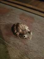 Image of Laughing Tree Frog