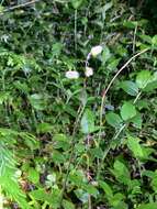 Image of Gastrodia flavilabella S. S. Ying