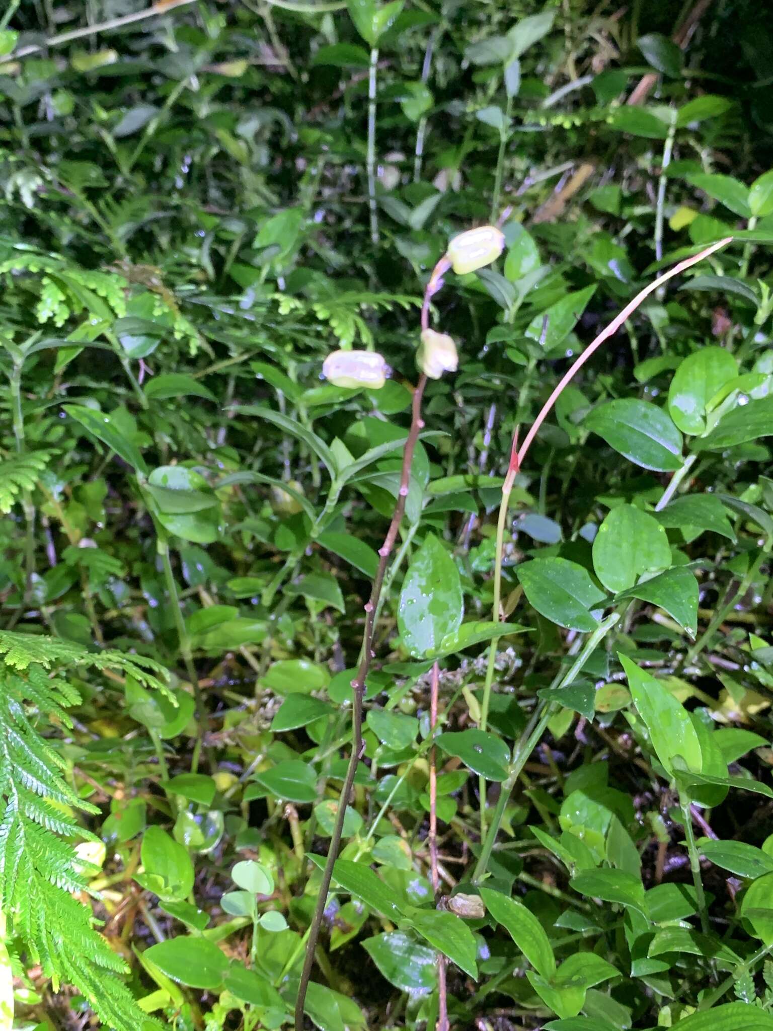 Image of Gastrodia flavilabella S. S. Ying