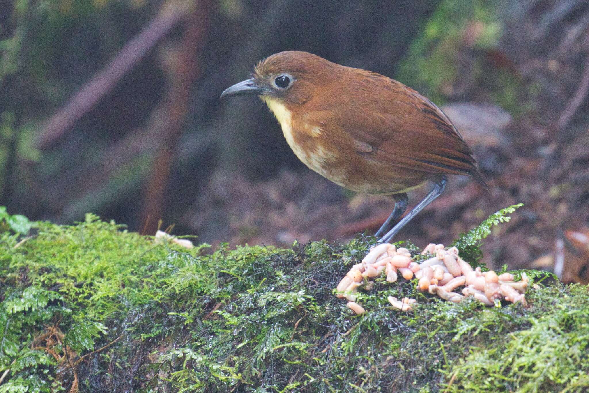 Image of Yellow-breasted Antpitta