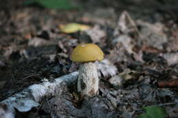 Image of Leccinum luteum A. H. Sm., Thiers & Watling 1967