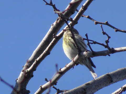 Image de Serin cini