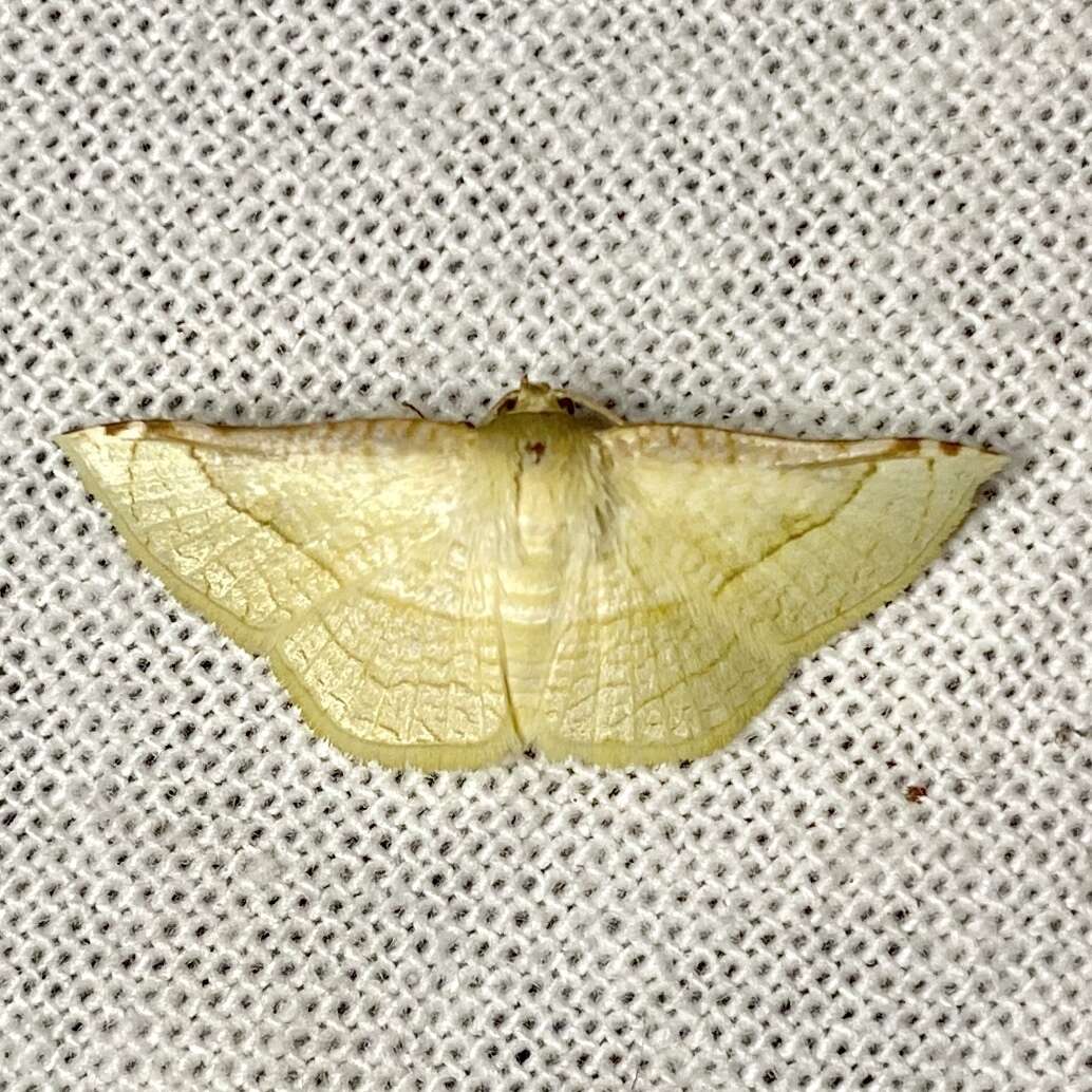 Image of Aglaopus stramentaria Lucas 1898