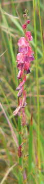 Image de Gladiolus crassifolius Baker