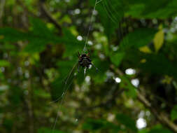 Image of Gasteracantha janopol Barrion & Litsinger 1995