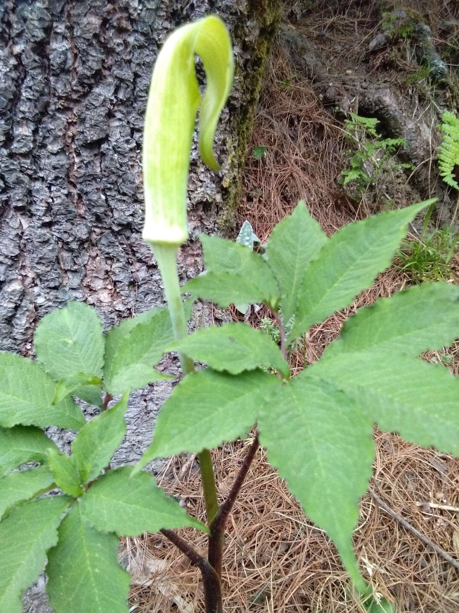 Image of arisaema