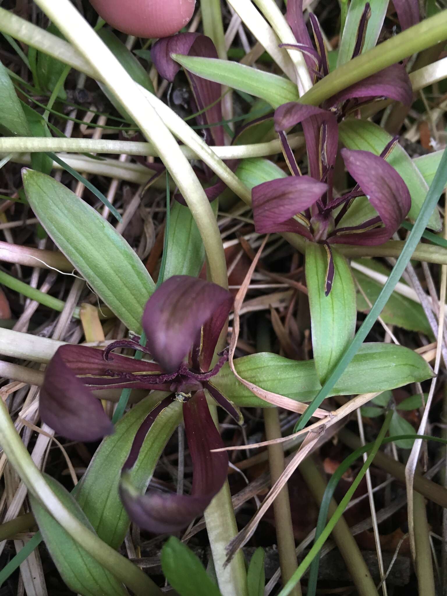 Image of Idaho trillium