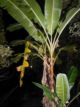 Image of Musa banksii F. Muell.