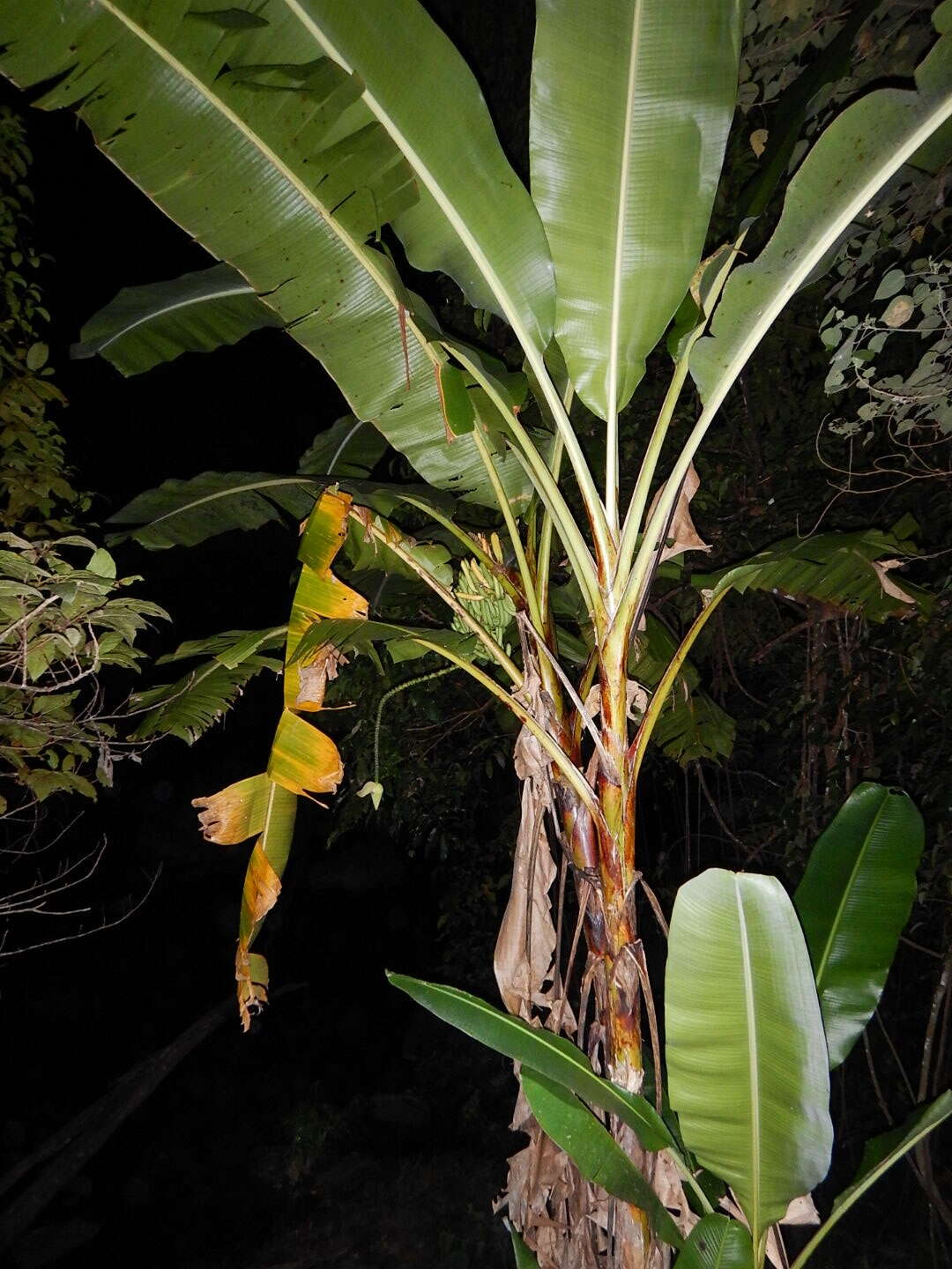 Image of Musa banksii F. Muell.