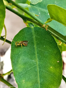 Image of Agapostemon nasutus Smith 1853