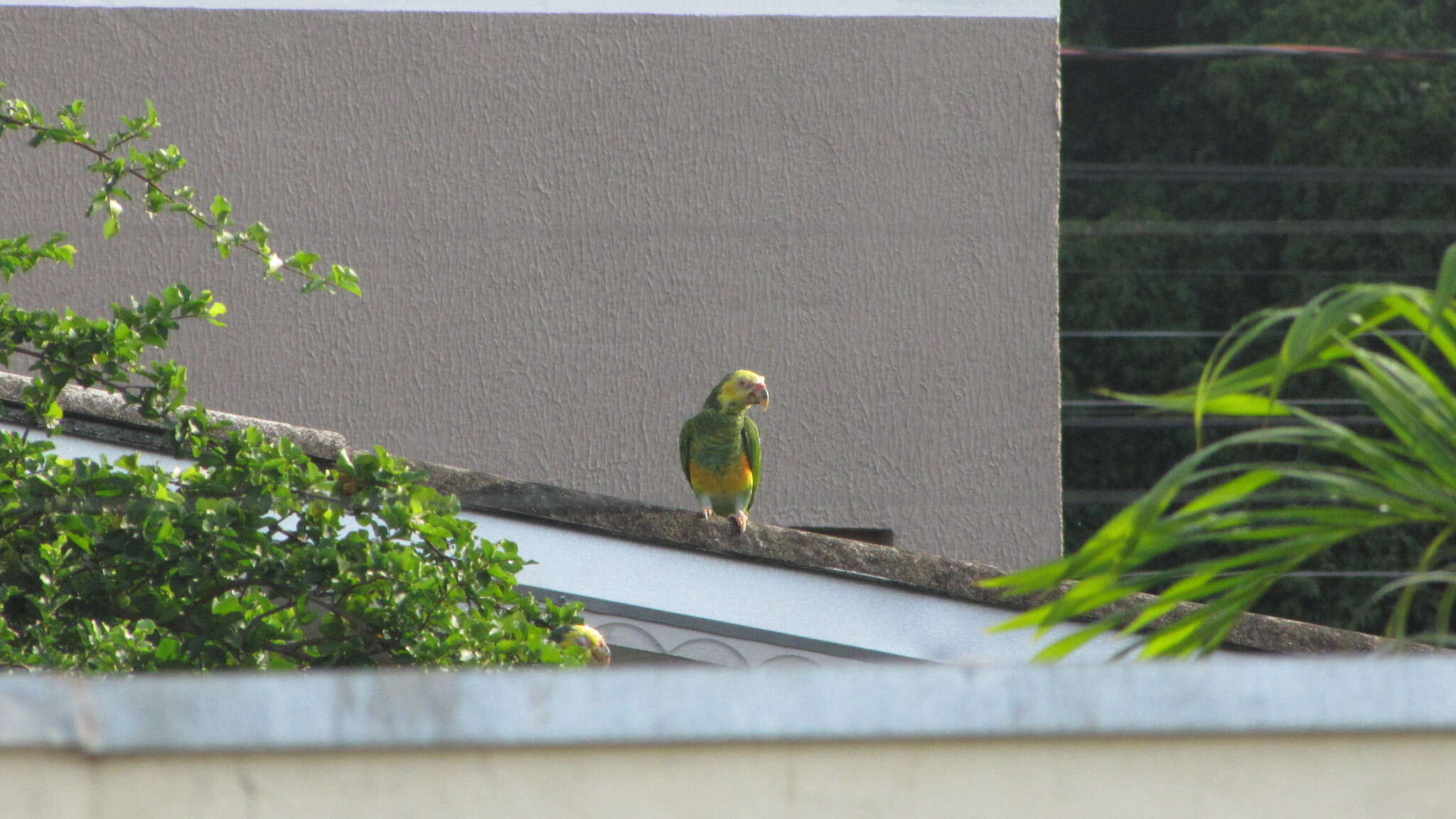 Image of Alipiopsitta Caparroz & Pacheco 2006