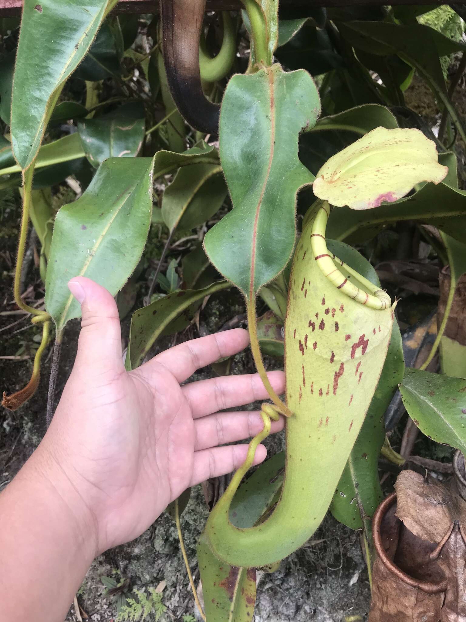 Image of Nepenthes chaniana C. Clarke, Chi. C. Lee & S. McPherson