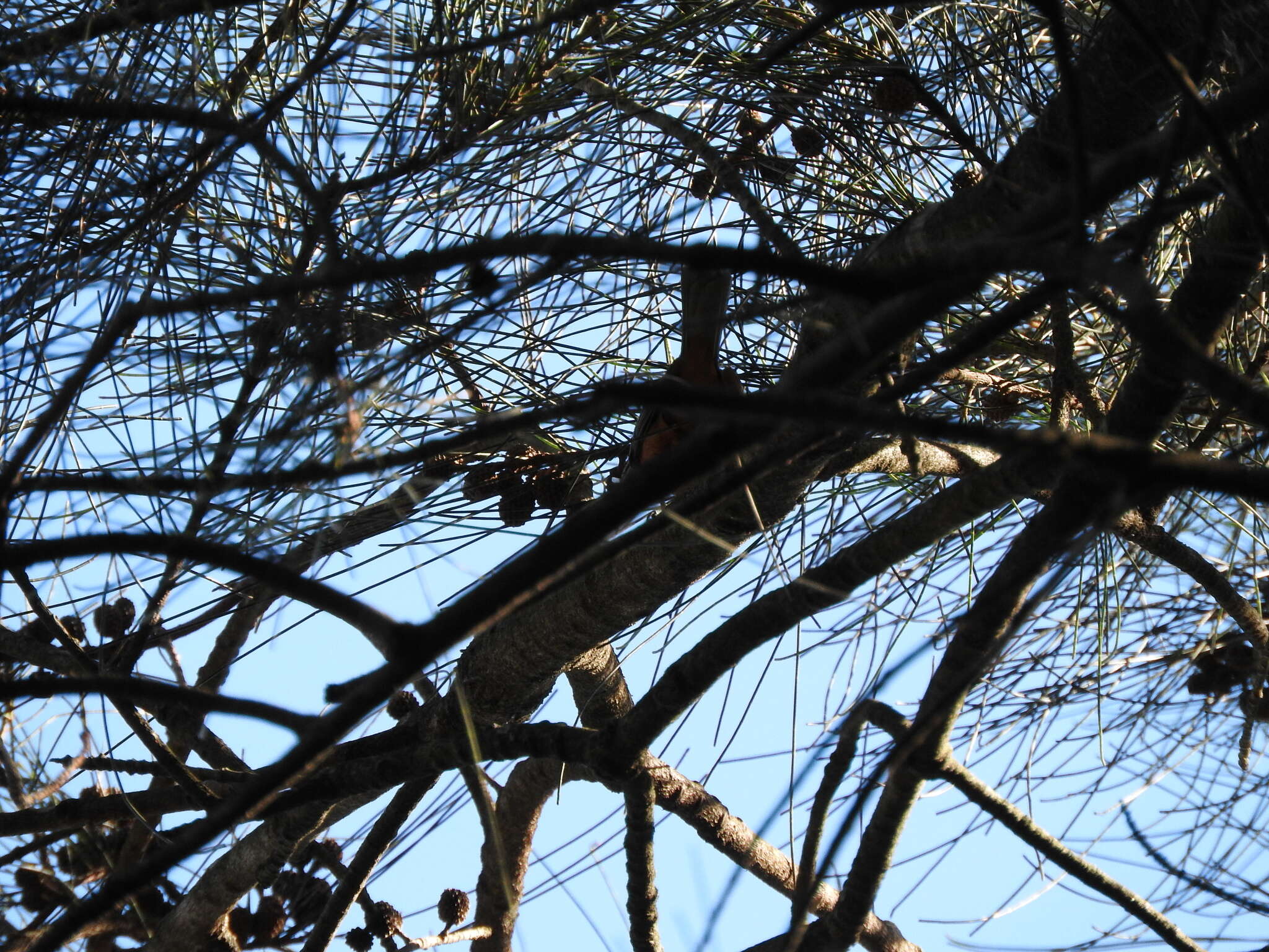 Image of Black-faced Monarch