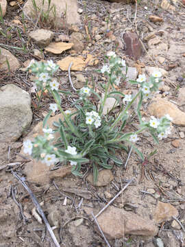 Image of roughseed cryptantha