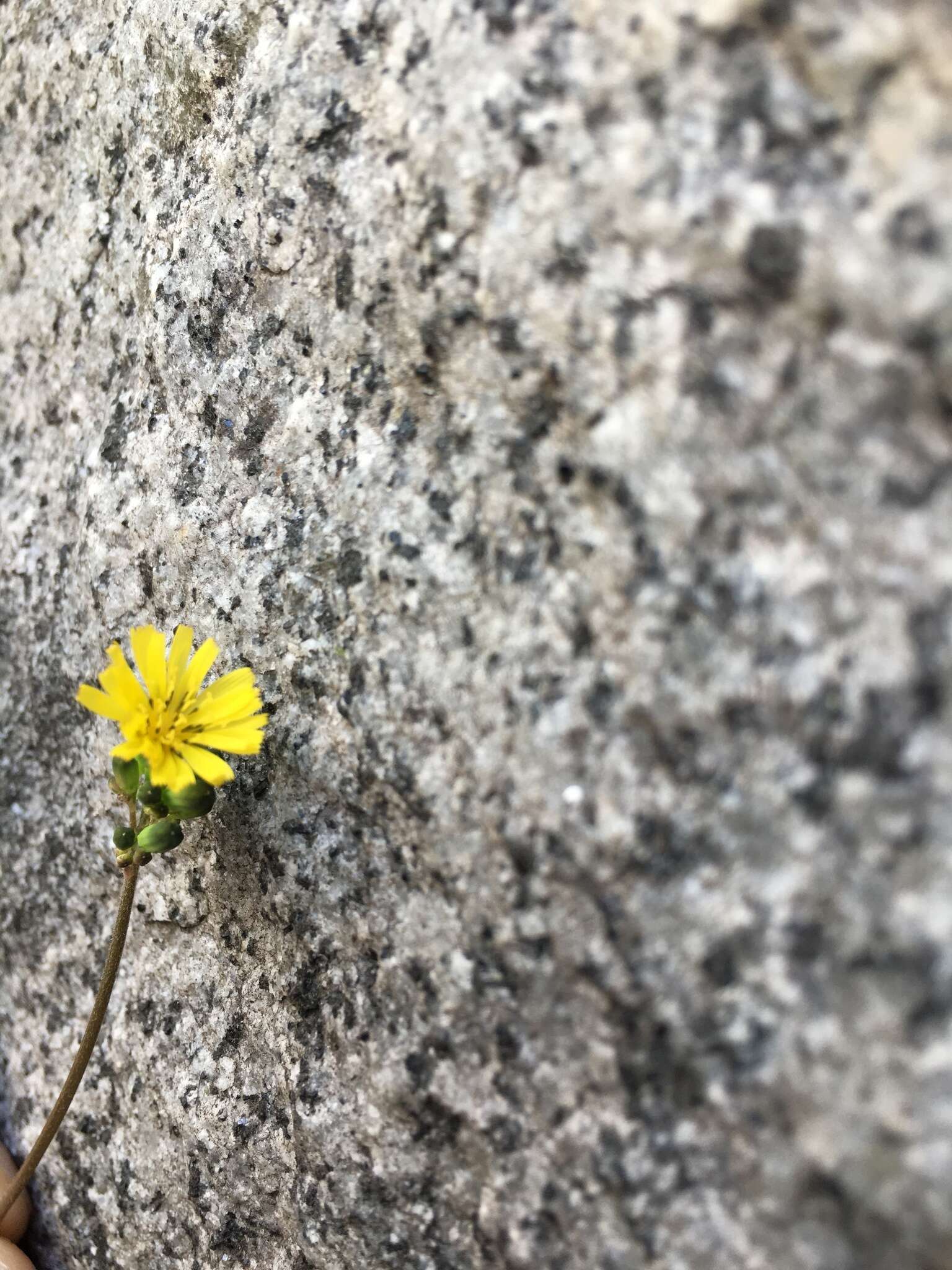 Image of Youngia japonica subsp. elstonii (Hochreutiner) Babc. & Stebbins