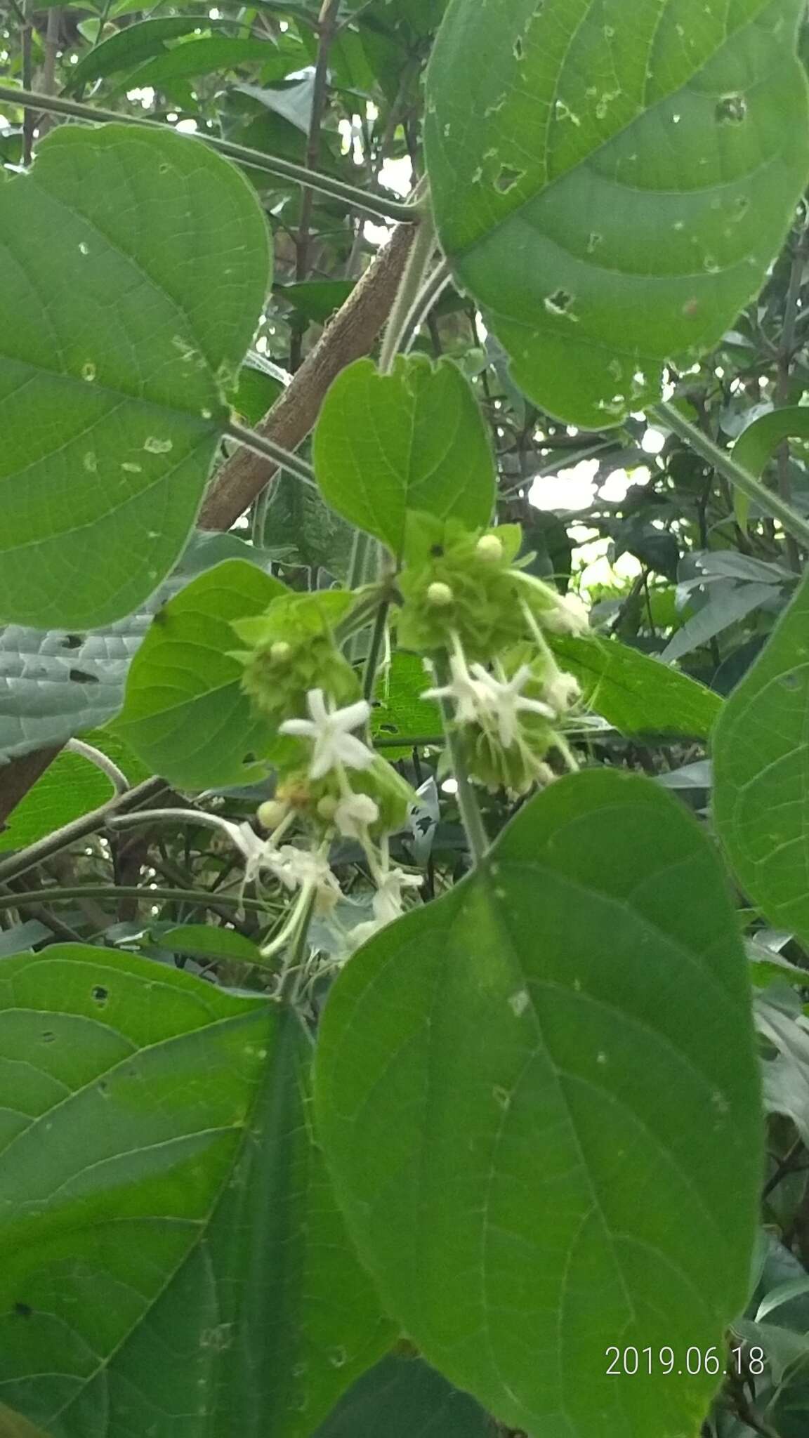 Imagem de Clerodendrum trichotomum Thunb.