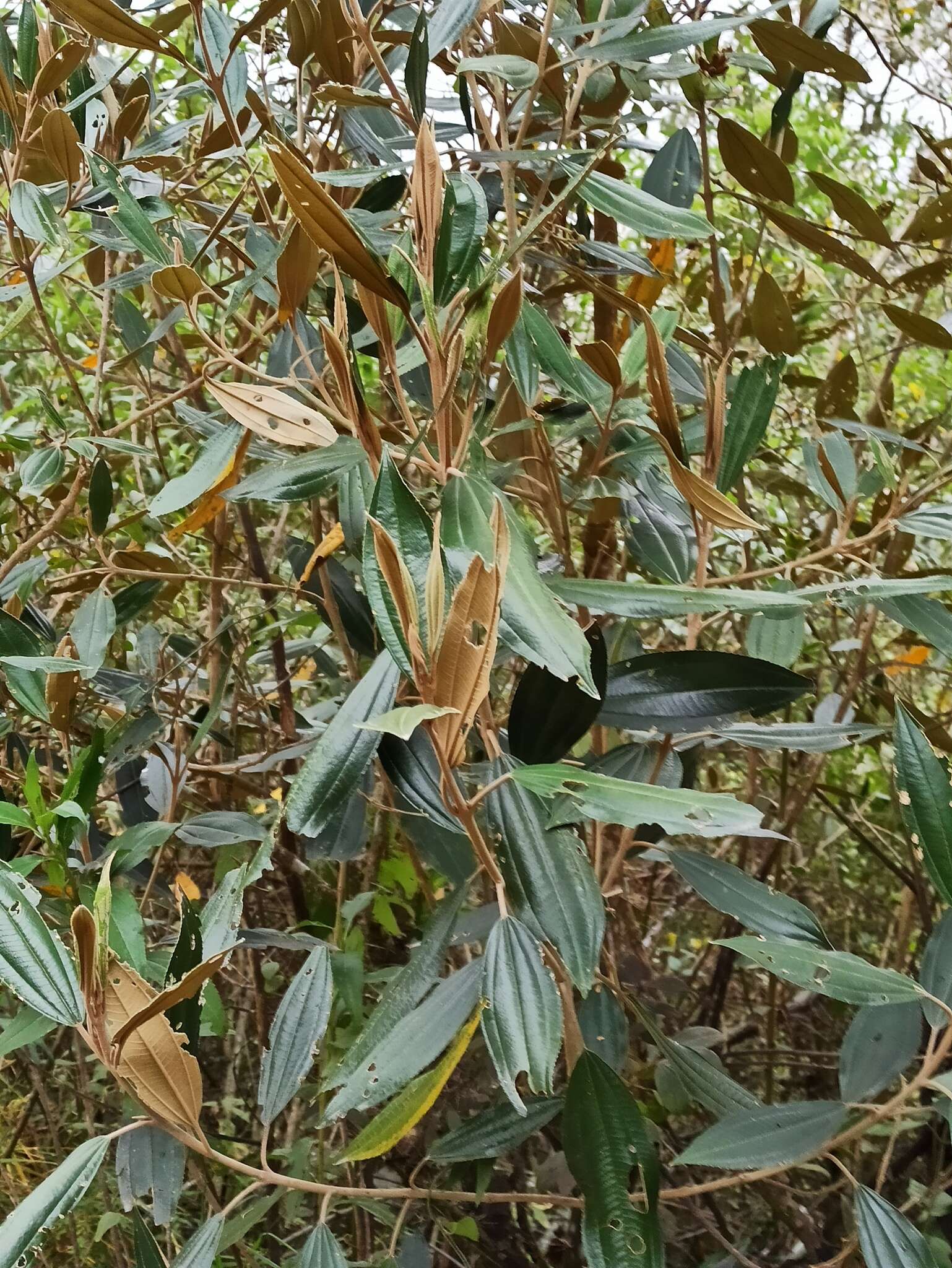 Image of Miconia versicolor Naud.