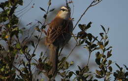 Слика од Tchagra senegalus orientalis (Cabanis 1869)