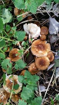 Image of Lepiota boudieri Bres. 1884