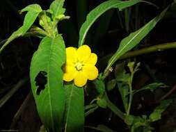 Imagem de Ludwigia leptocarpa (Nutt.) Hara